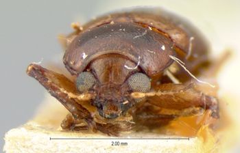 Media type: image; Entomology 9818   Aspect: head frontal view